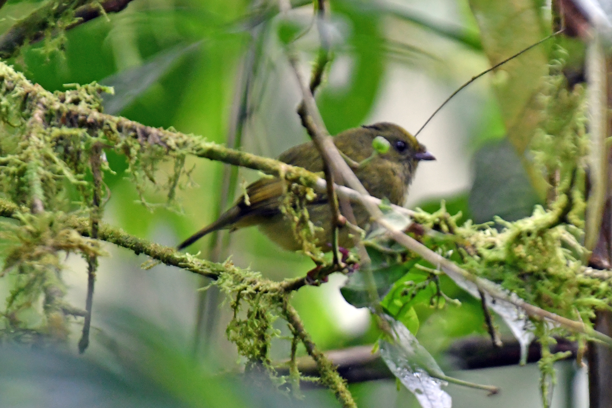 Golden-winged Manakin (Masius chrysopterus), photo 7