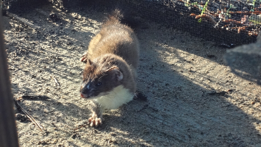 Long-tailed Weasel in April 2015 by rage20 · iNaturalist