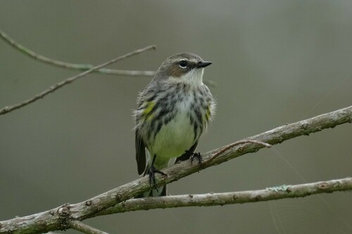 Myrtle Warbler photographed in Louisiana