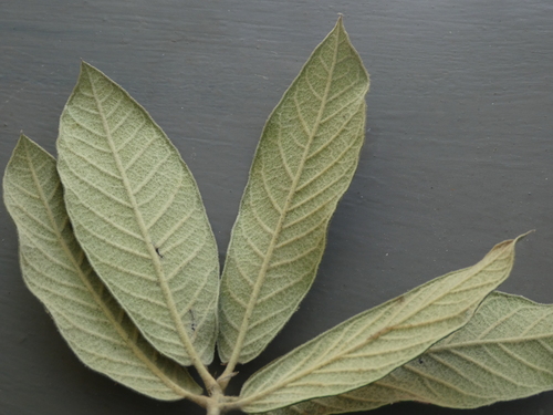 Quercus × dysophylla
