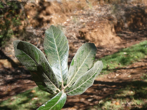 Quercus × dysophylla