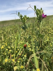 Vicia sativa nigra