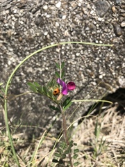 Vicia sativa nigra