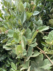 Clematicissus striata, photograph nitsuga74, CC BY, iNaturalist via GBIF
