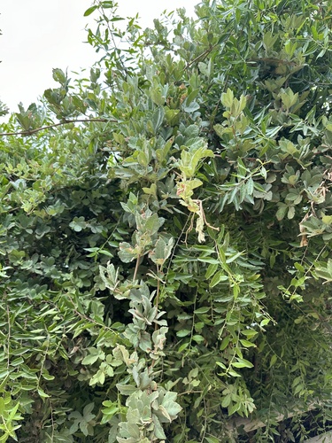 Clematicissus striata, photograph 3