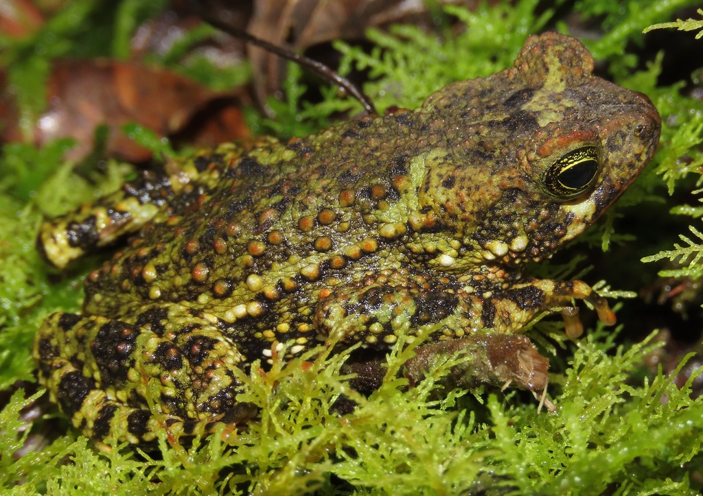 Veraguas toad (Rhinella veraguensis)