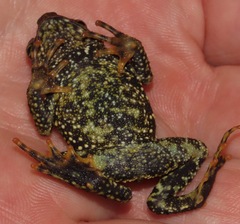 Veragua Toad photo 2