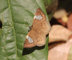 Coladenia buchananii