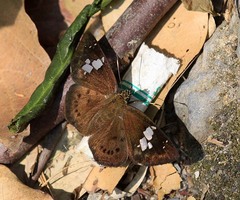 Coladenia agnioides