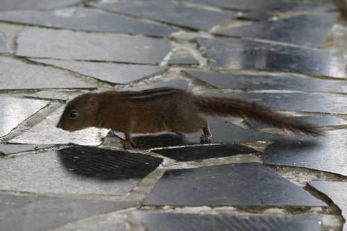 Nilgiri Palm Squirrel