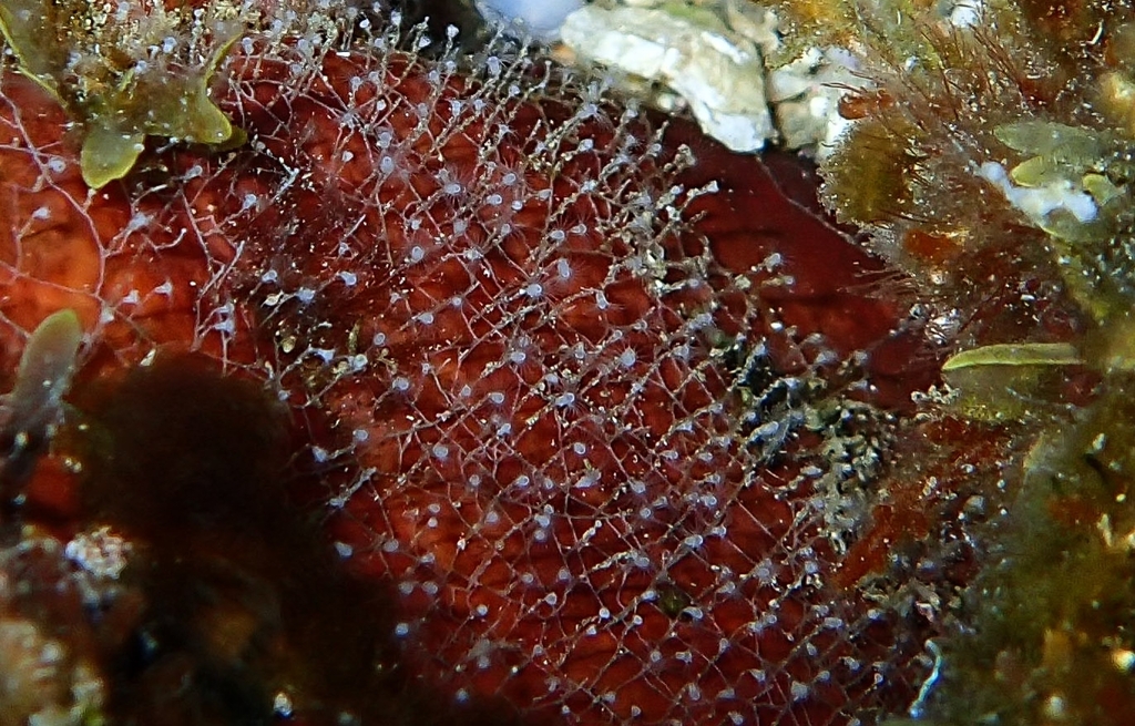 Campanularia