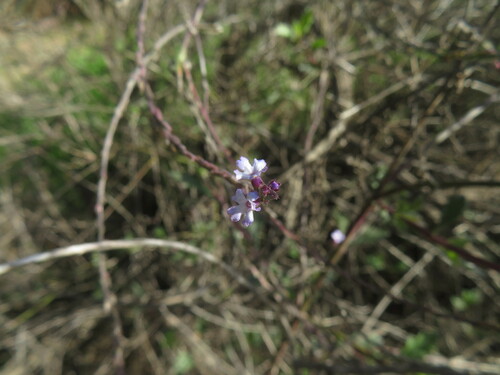 Image of Verbena menthifolia by no rights reserved