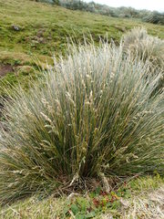 Poa litorosa