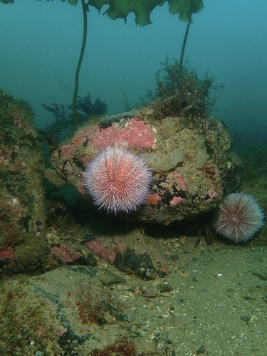 European Edible Sea Urchin, United Kingdom, photo 9 of 10