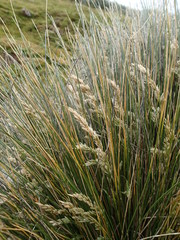 Poa litorosa