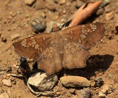 Ctenoptilum multiguttata