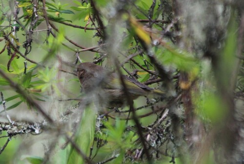Brown Woodland Warbler (Phylloscopus umbrovirens), photo 7