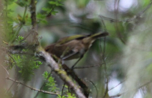 Brown Woodland Warbler (Phylloscopus umbrovirens), photo 10