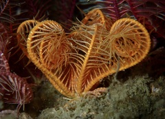 Feather Star
