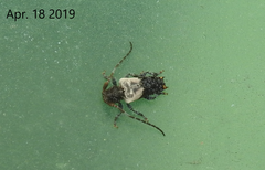 Pogonocherus dimidiatus