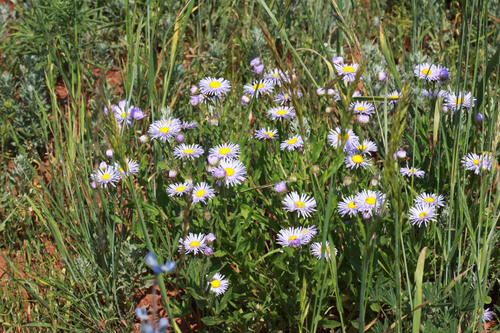 Uinta fleabane (Erigeron uintahensis)