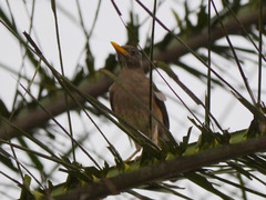 Turdus pelios