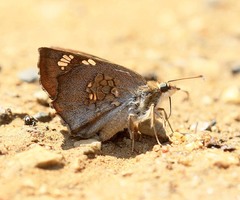Ctenoptilum multiguttata