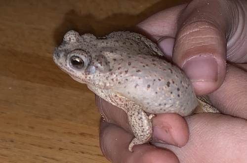 Red-spotted Toad