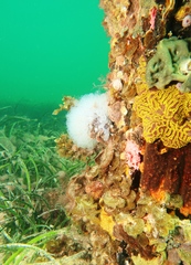 Clavelina moluccensis