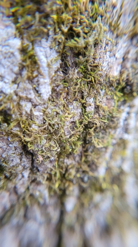 Lindbergia brachyptera, 2024-01-04