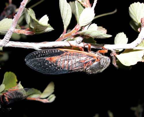 Okanagana cruentifera (Uhler, 1892)