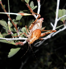 Neduba castanea