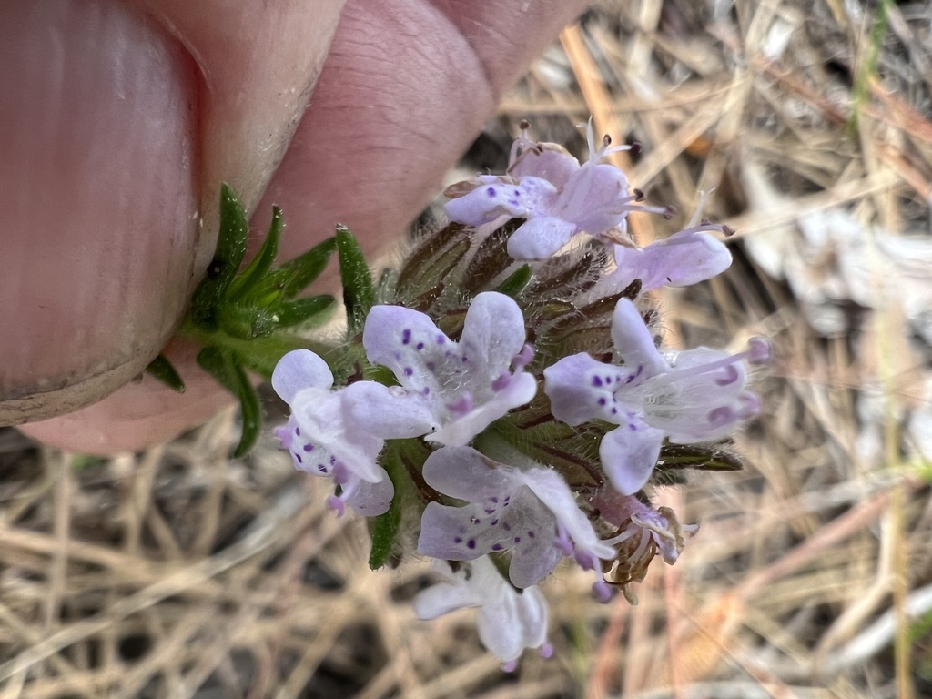 Florida pennyroyal from Seabranch Preserve State Park, Stuart, FL, US