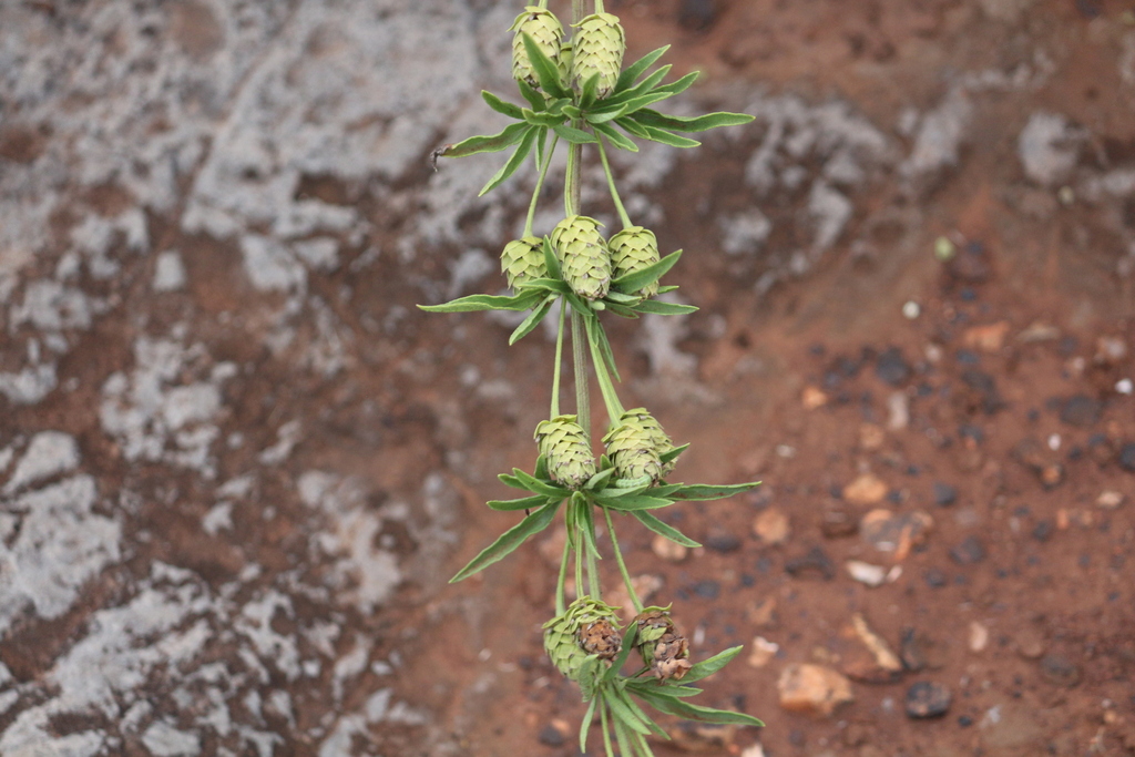 Rehmann Lippia From West Rand District Municipality South Africa On February At