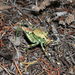 Aglaothorax ovata tinkhamorum - Photo (c) Jeff Cole,  זכויות יוצרים חלקיות (CC BY-NC), הועלה על ידי Jeff Cole