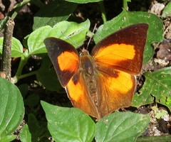 Curetis acuta
