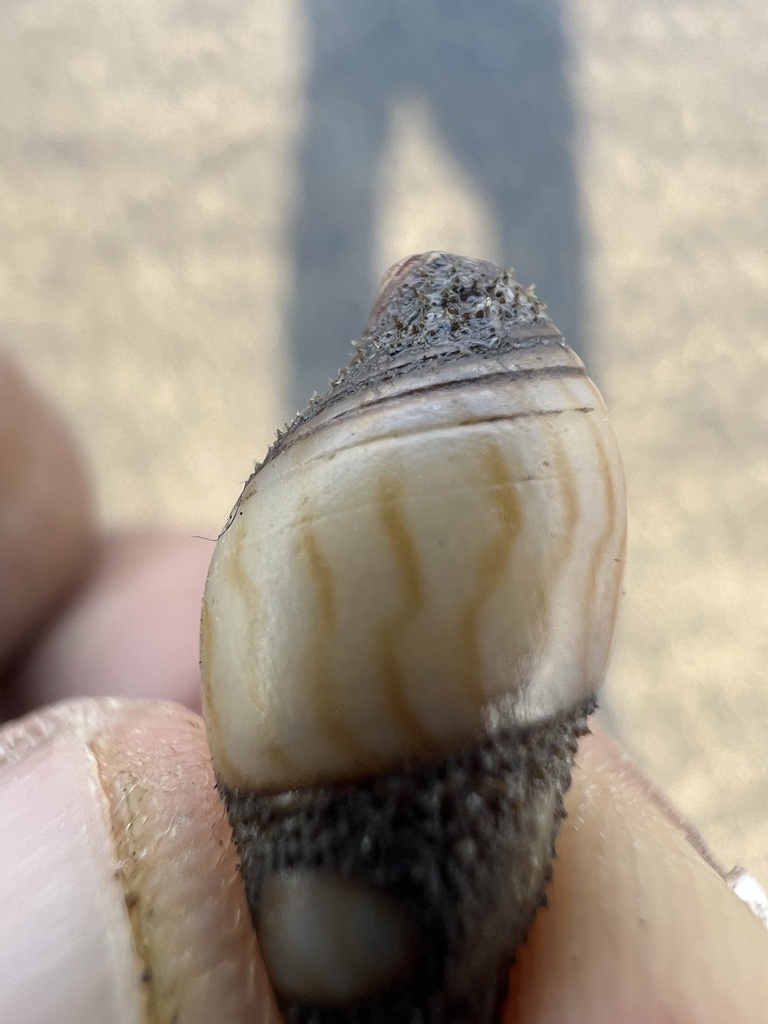 Bullia tranquebarica