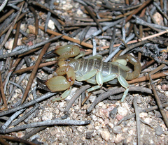Anuroctonus phaiodactylus