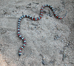 Lampropeltis zonata