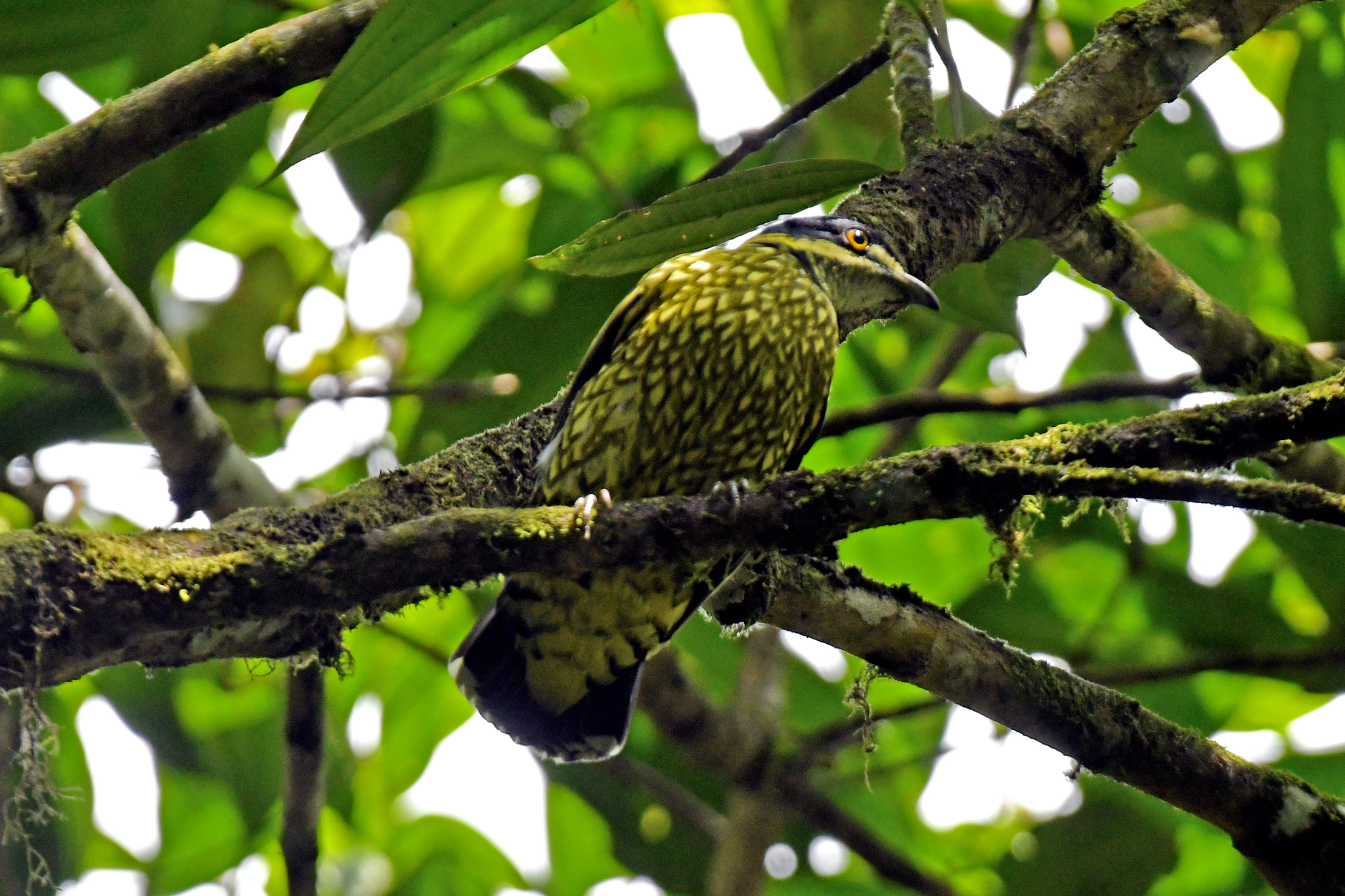 Scaled Fruiteater (Ampelioides tschudii), photo 6