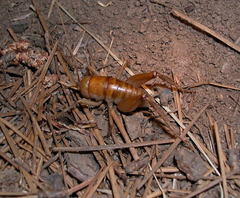 Ceuthophilus hesperus