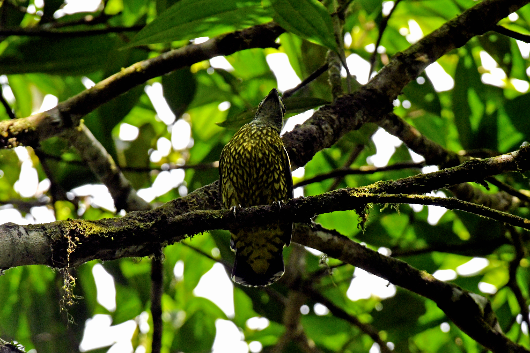 Scaled Fruiteater (Ampelioides tschudii), photo 5