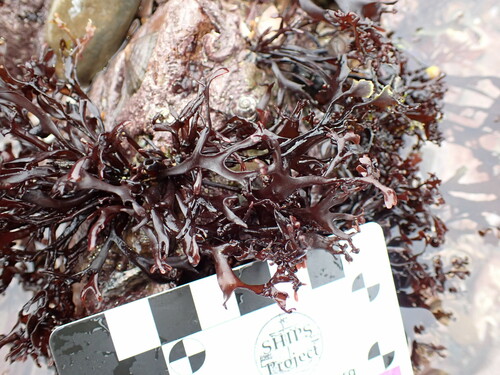 Image of Mastocarpus stellatus by (c) John Hepburn, some rights reserved (CC BY)