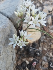 Allium nevadense