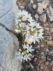 Allium nevadense