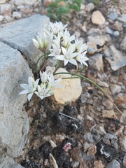Allium nevadense