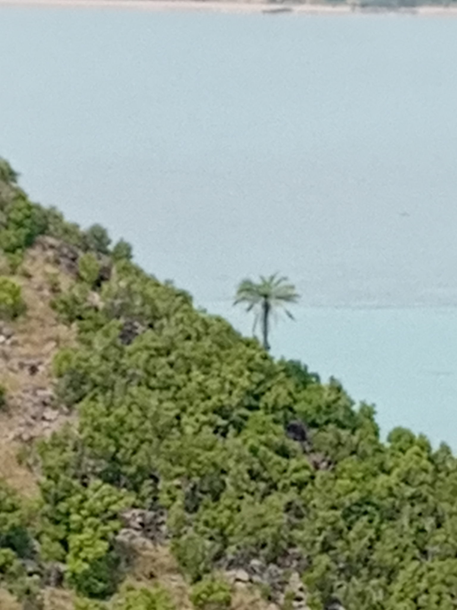 Imagem de Dendê