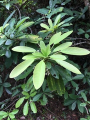 Daphniphyllum calycinum