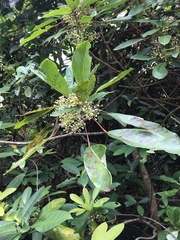 Daphniphyllum calycinum