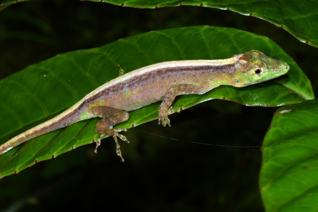 Ayala's Anole